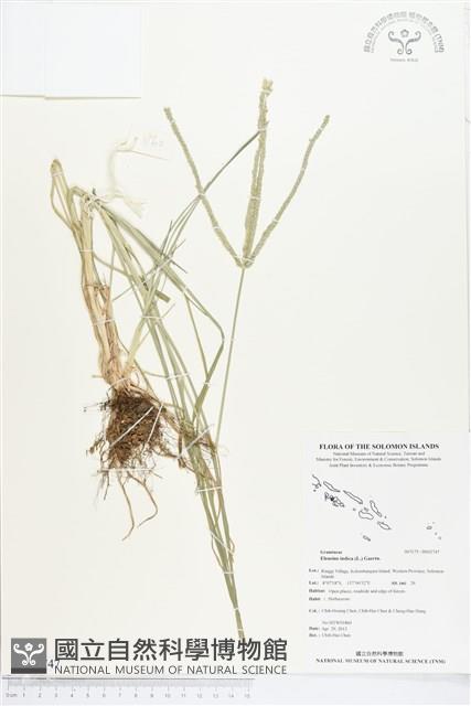 牛筋草藏品圖，第1張