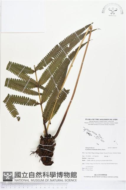 大葉毛蕨藏品圖，第1張