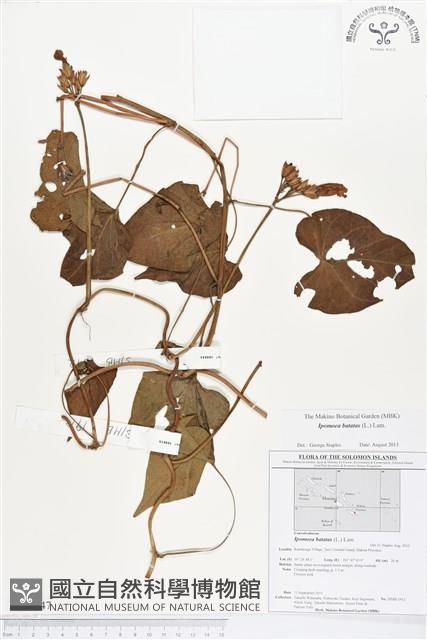 甘藷、地瓜藏品圖，第1張