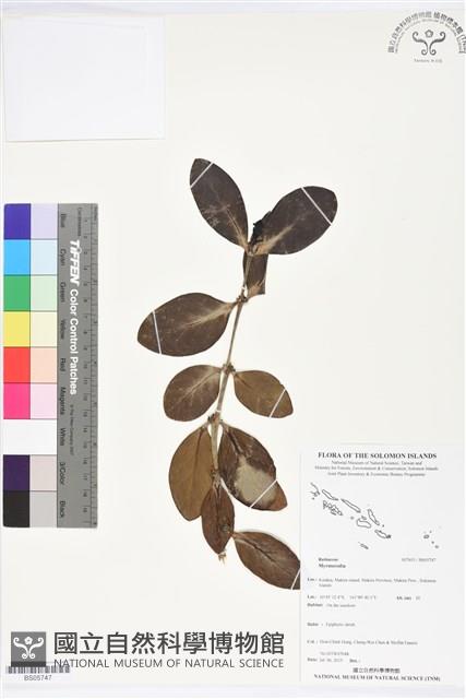 登錄號:BS05747藏品圖，第1張
