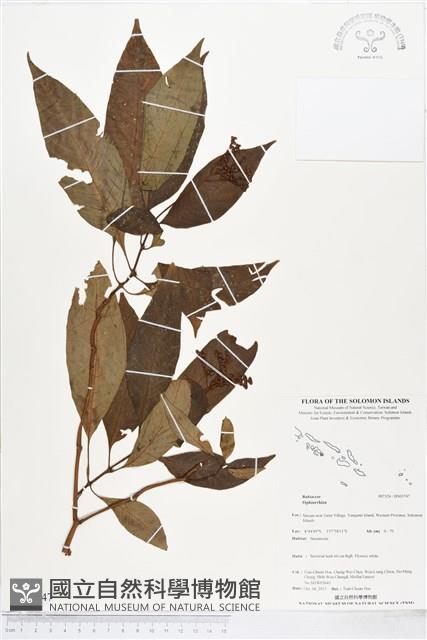 登錄號:BS03747藏品圖，第1張