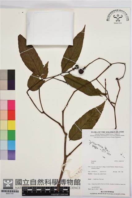 登錄號:BS07747藏品圖，第1張