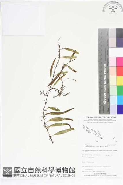 登錄號:BP02547藏品圖，第1張