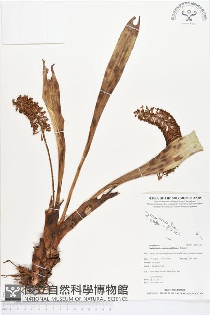 登錄號:BS01547藏品圖，第1張