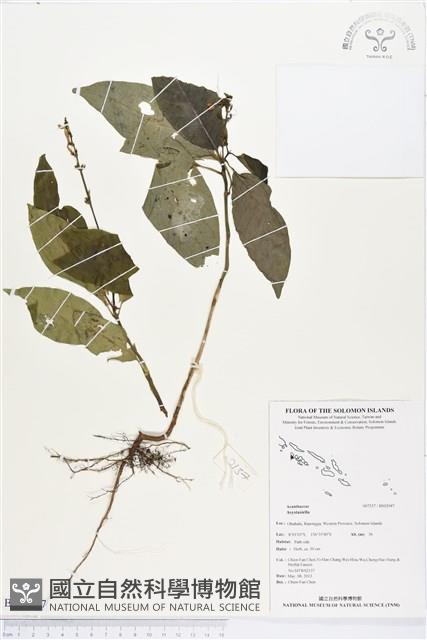 登錄號:BS02947藏品圖，第1張