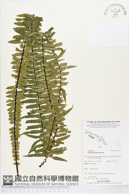 登錄號:BP01347藏品圖，第1張