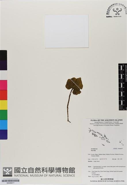 登錄號:BS06877藏品圖，第1張