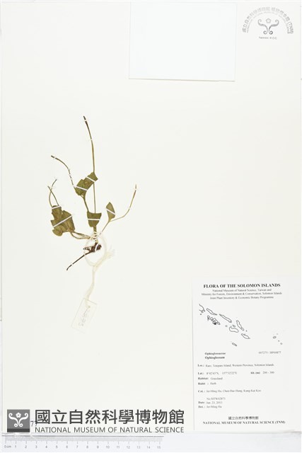 登錄號:BP00877藏品圖，第1張