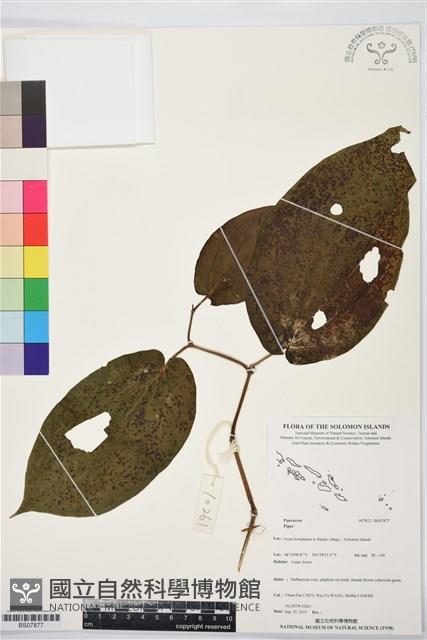 登錄號:BS07877藏品圖，第1張