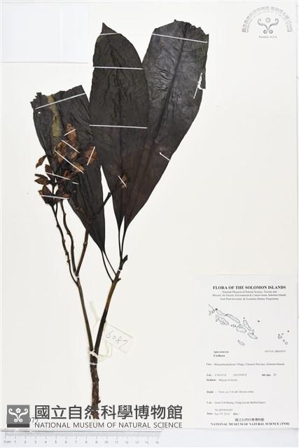 登錄號:BS05077藏品圖，第1張