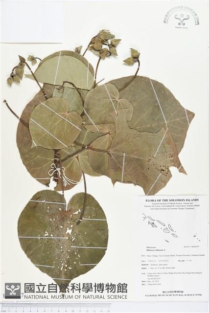 黃槿藏品圖，第1張