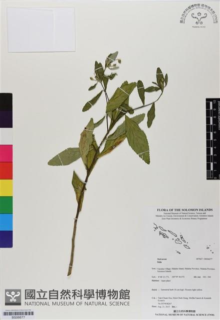 登錄號:BS06677藏品圖，第1張