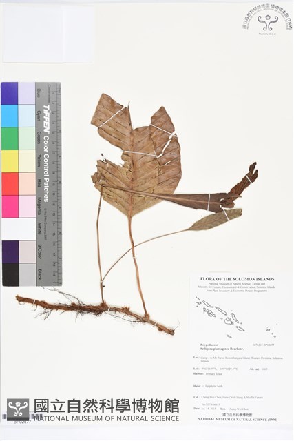 登錄號:BP02677藏品圖，第1張