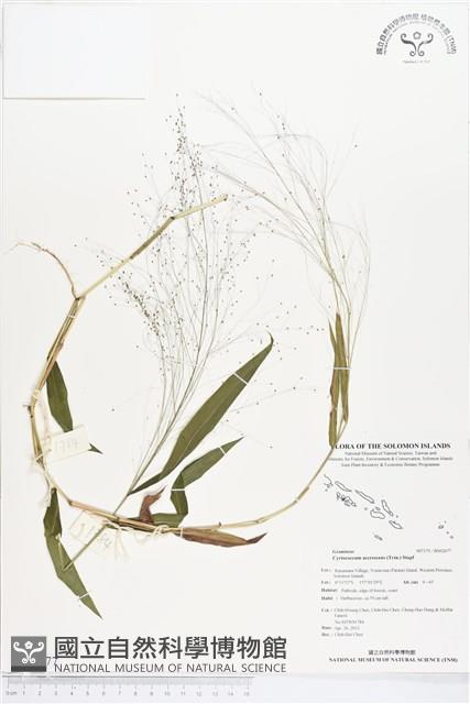 散穗弓果黍藏品圖，第1張