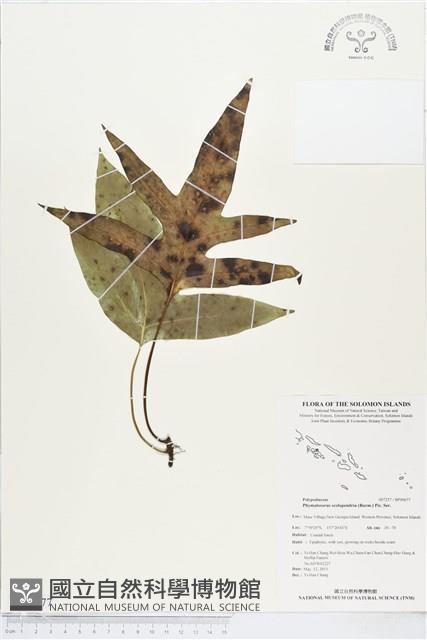 海岸擬茀蕨、海岸星蕨藏品圖，第1張