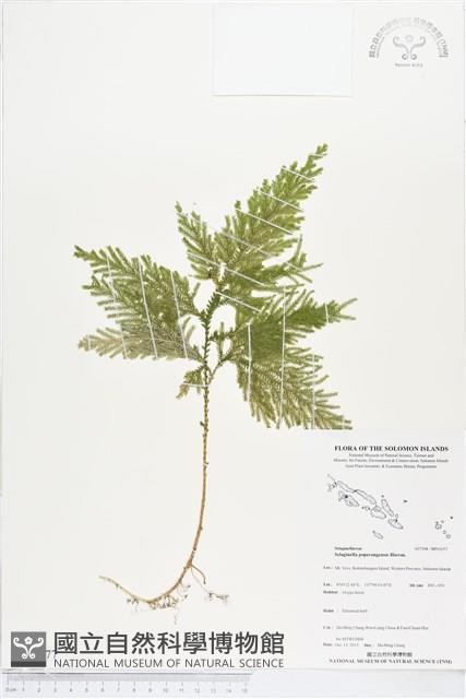 登錄號:BP01677藏品圖，第1張