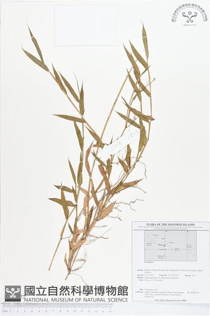 登錄號:BS01677藏品圖，第1張