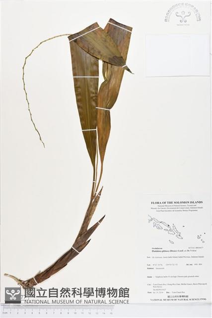 登錄號:BS04677藏品圖，第1張