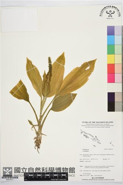 登錄號:BS07677藏品圖，第1張