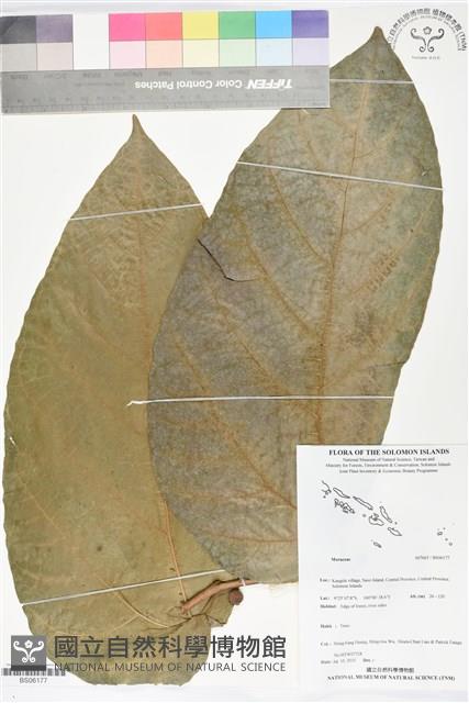 登錄號:BS06177藏品圖，第1張