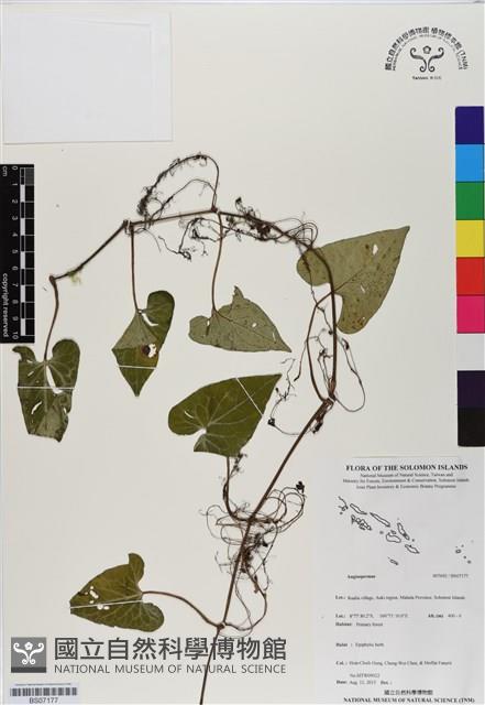 登錄號:BS07177藏品圖，第1張