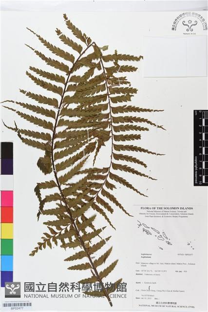 登錄號:BP02477藏品圖，第1張