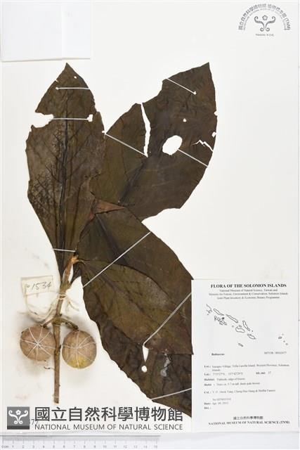 登錄號:BS02477藏品圖，第1張