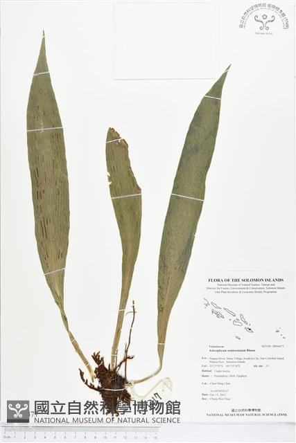 登錄號:BP00477藏品圖，第1張