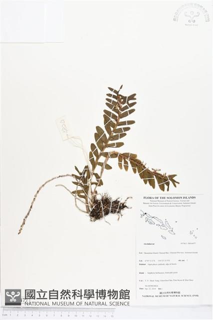 登錄號:BS04477藏品圖，第1張