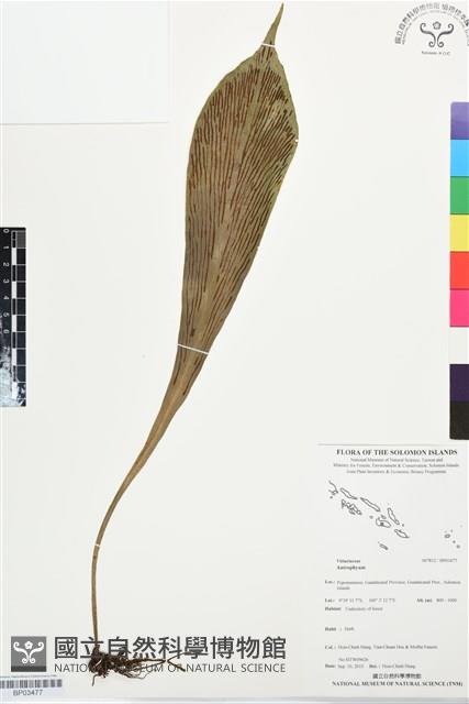 登錄號:BP03477藏品圖，第1張