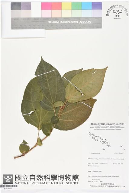 登錄號:BS06277藏品圖，第1張
