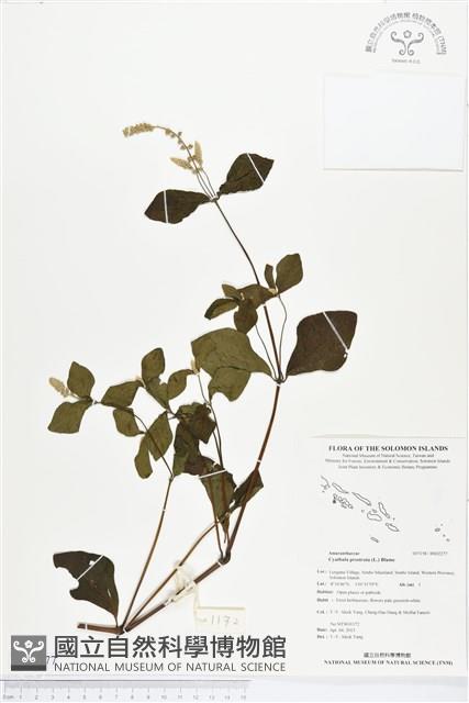 假川牛膝藏品圖，第1張