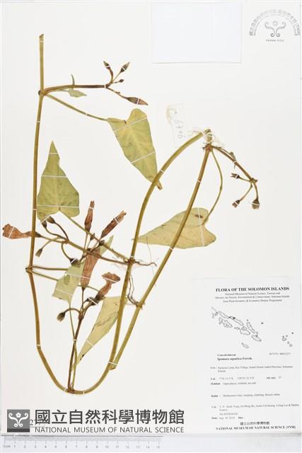 甕菜、空心菜藏品圖，第1張