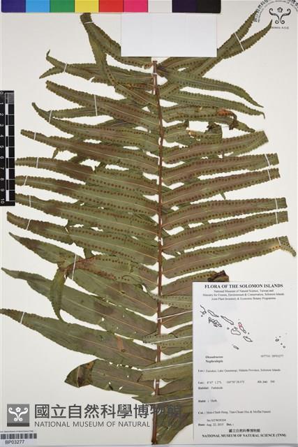 登錄號:BP03277藏品圖，第1張