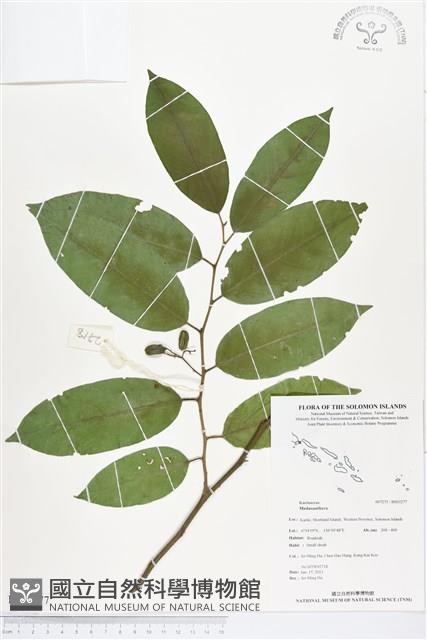 登錄號:BS03277藏品圖，第1張