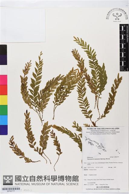 登錄號:BP02777藏品圖，第1張