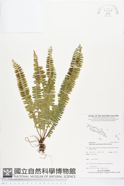 登錄號:BP01777藏品圖，第1張