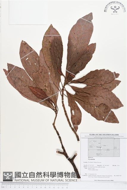 登錄號:BS01777藏品圖，第1張