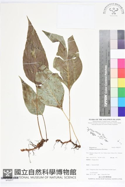登錄號:BP02577藏品圖，第1張