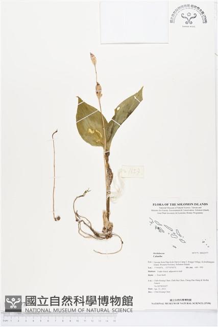 Accession Number:BS02577 Collection Image