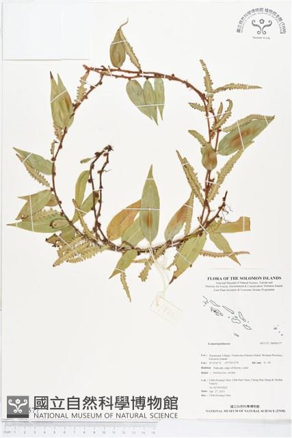 登錄號:BP00577藏品圖，第1張