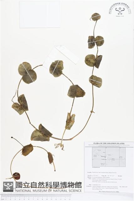 登錄號:BS01577藏品圖，第1張