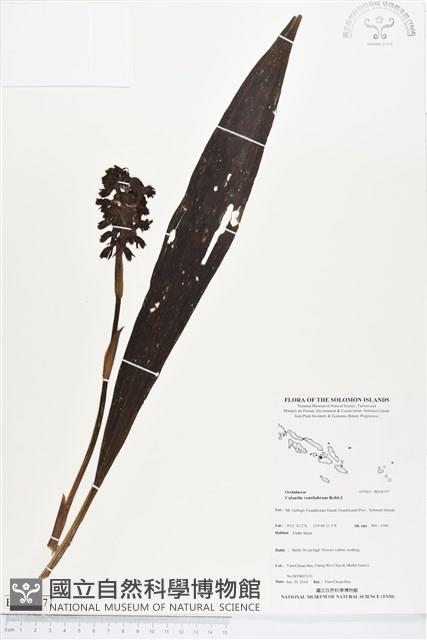 登錄號:BS04577藏品圖，第1張