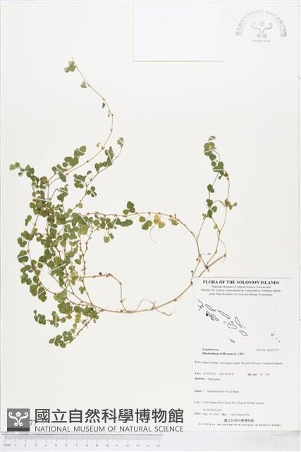 蠅翅草、三點金草藏品圖，第1張