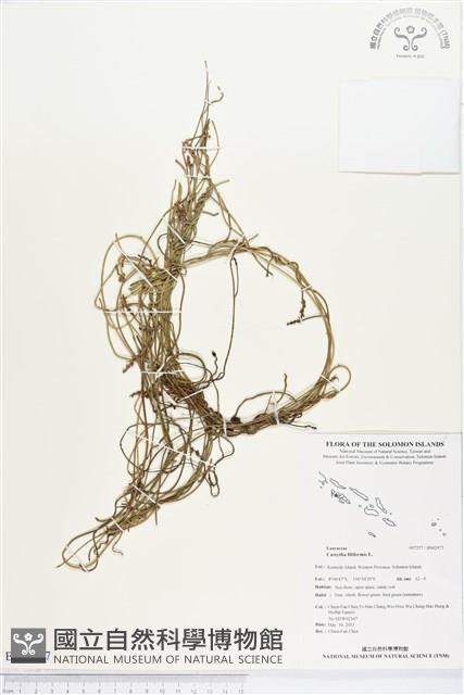 無根草藏品圖，第1張