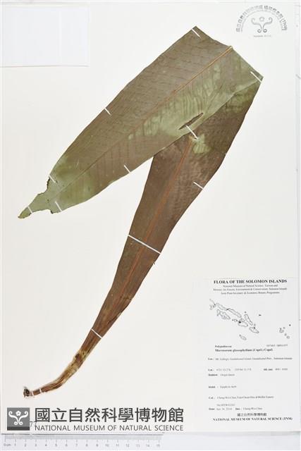 登錄號:BP01977藏品圖，第1張