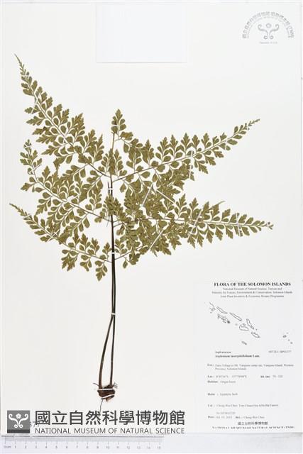 大羽鐵角蕨藏品圖，第1張