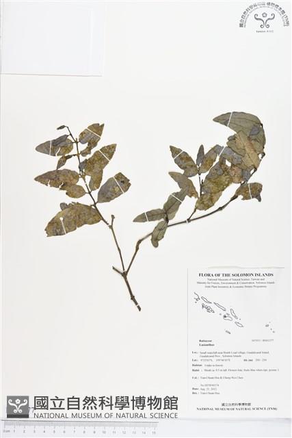 登錄號:BS01377藏品圖，第1張