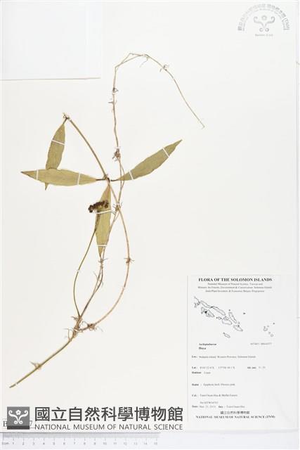 登錄號:BS04377藏品圖，第1張