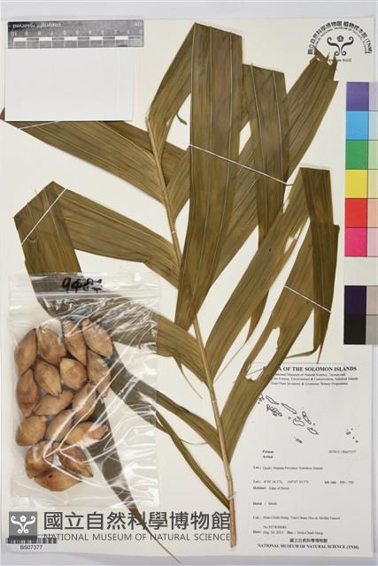 登錄號:BS07377藏品圖，第1張